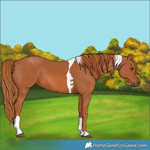 Horse Color:Chestnut Tobiano 