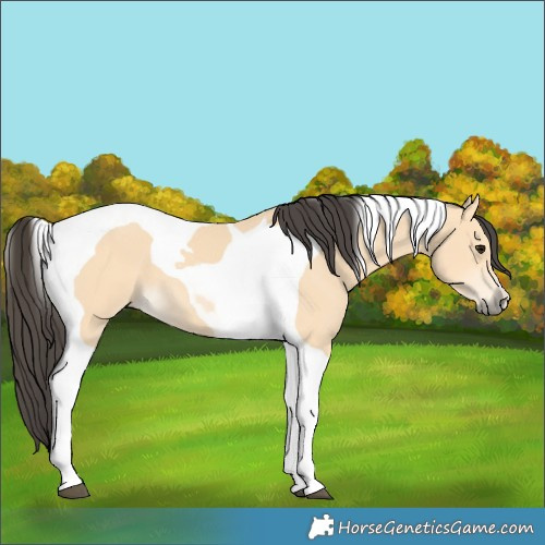 Horse Color:Buckskin Tobiano 
