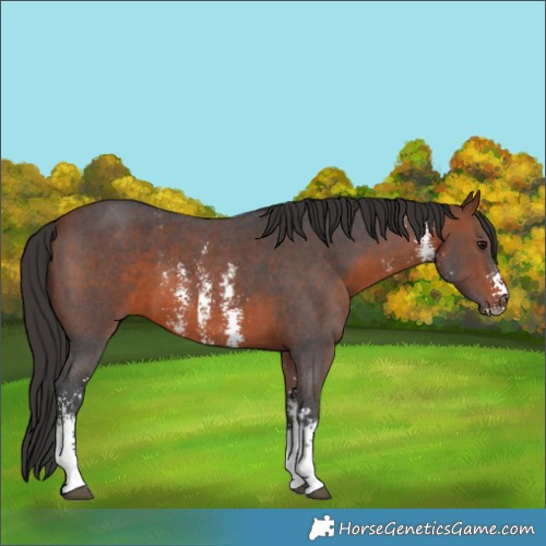 Horse Color:Brown Sabino 