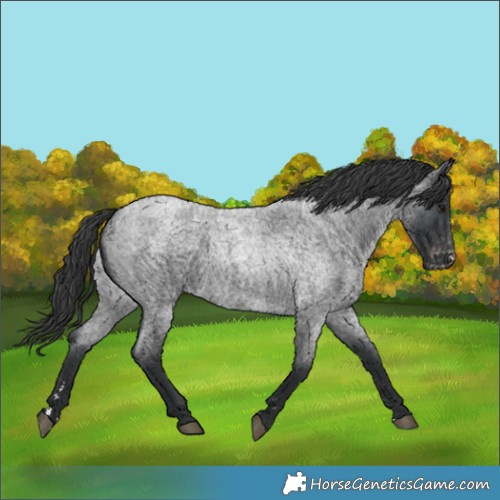 Horse Color:Blue Roan Appaloosa 