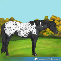 Horse Color:Black Appaloosa