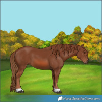 Horse Color:Chestnut 