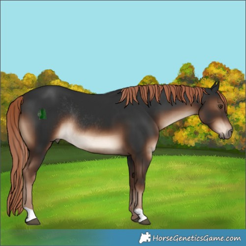 Horse Color:Liver Chestnut Rabicano