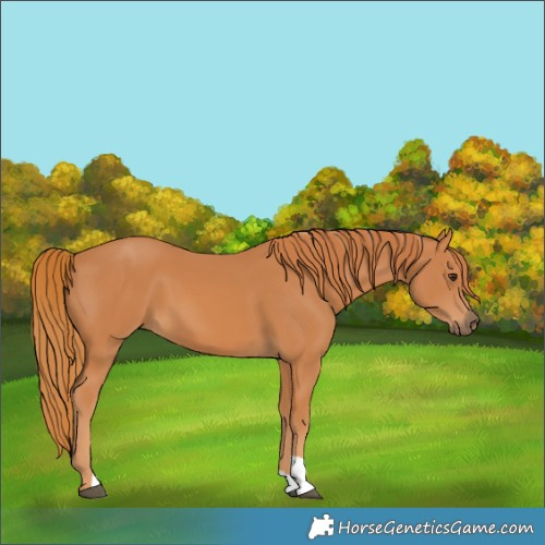 Horse Color:Chestnut 