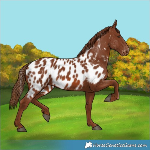 Horse Color:Chestnut Appaloosa 