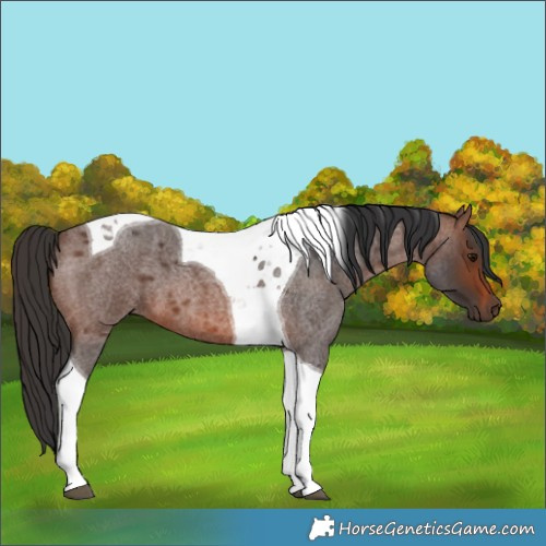 Horse Color:Brown Roan Tobiano