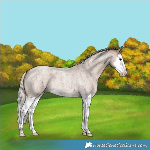 Horse Color:Silver Grullo Roan Splash 
