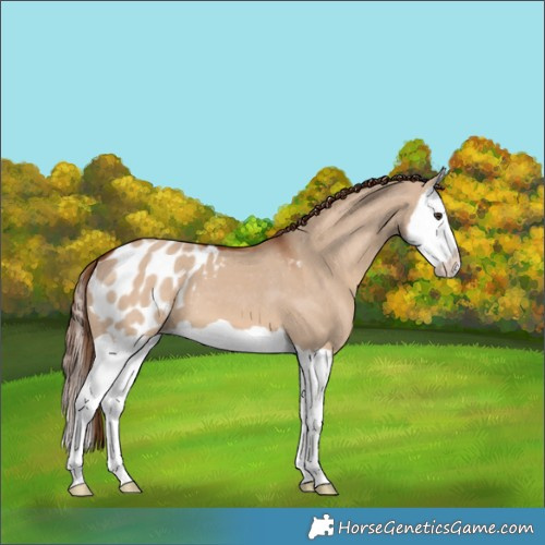 Horse Color:Red Dun Splash Blanket 