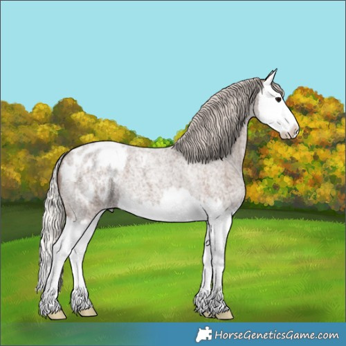 Horse Color:Silver Blue Roan Splash Appaloosa 