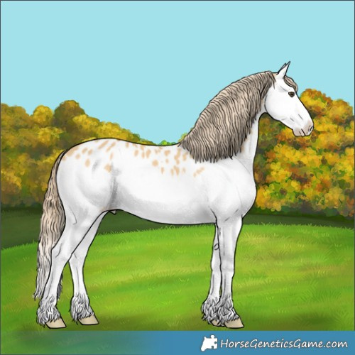 Horse Color:Palomino Dun Splash Appaloosa 