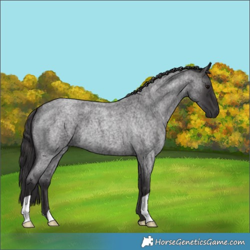 Horse Color:Smoky Blue Roan