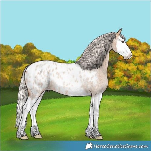 Horse Color:Silver Bay Roan Dun Splash Appaloosa 