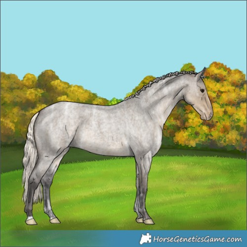 Horse Color:Silver Smoky Grullo Ice Roan Appaloosa