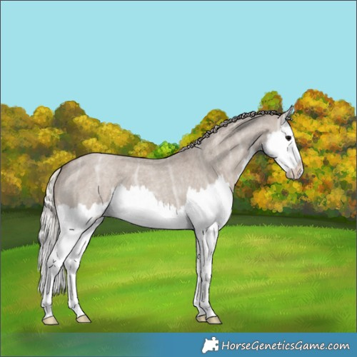 Horse Color:Silver Grullo Ice Roan Splash