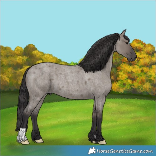 Horse Color:Smoky Grullo Roan 