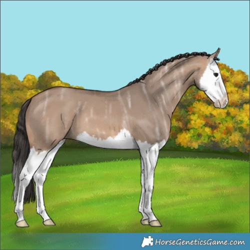 Horse Color:Bay Ice Dun Splash