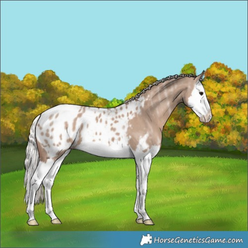 Horse Color:Silver Grullo Ice Splash Appaloosa 