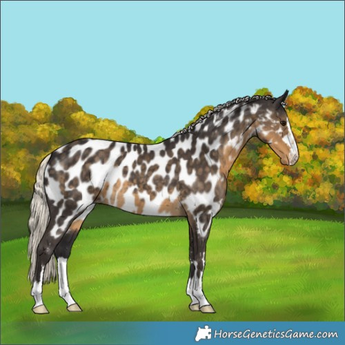 Horse Color:Silver Smoky Black Appaloosa 