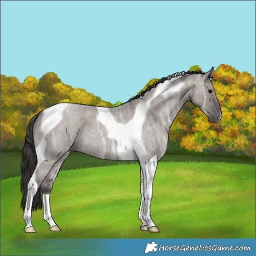 Horse Color:Smoky Grullo Ice Roan Tobiano 