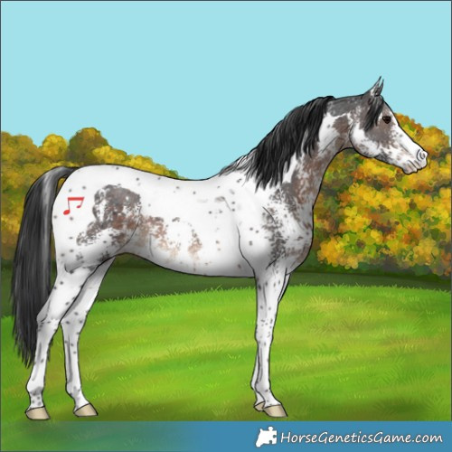 Horse Color:Brown Sabino Tobiano