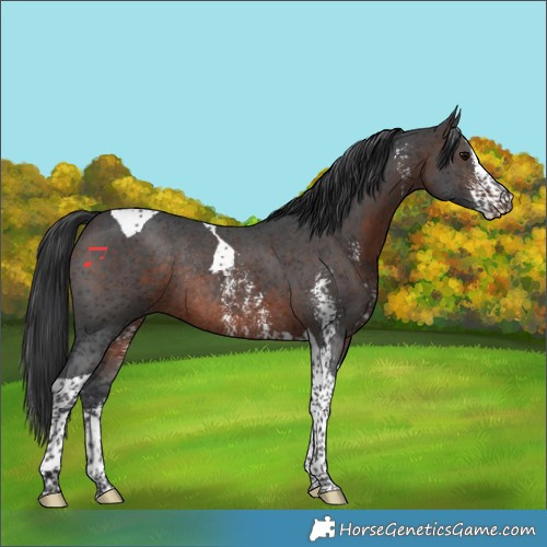 Horse Color:Brown Sabino Tobiano Rabicano 