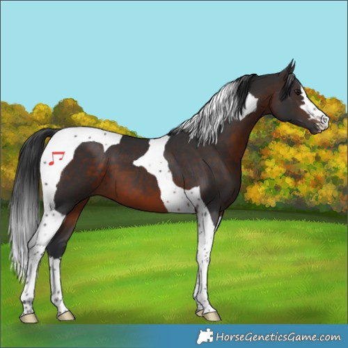 Horse Color:Brown Tobiano 