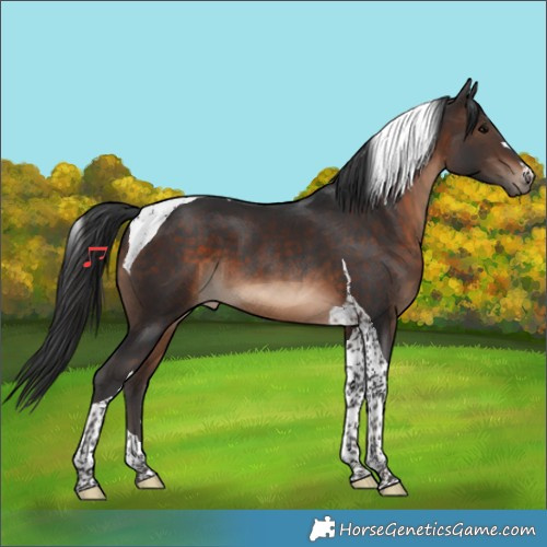 Horse Color:Brown Tobiano 
