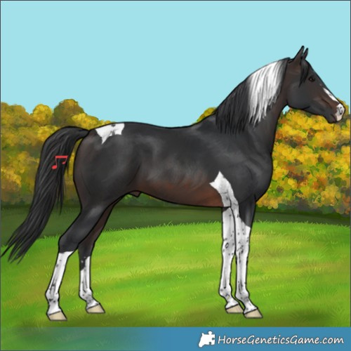 Horse Color:Brown Tobiano