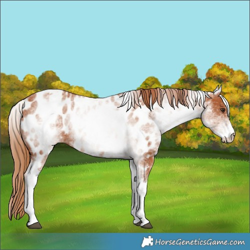 Horse Color:White Spotted Chestnut Appaloosa 