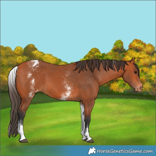 Horse Color:White Spotted Bay Appaloosa 