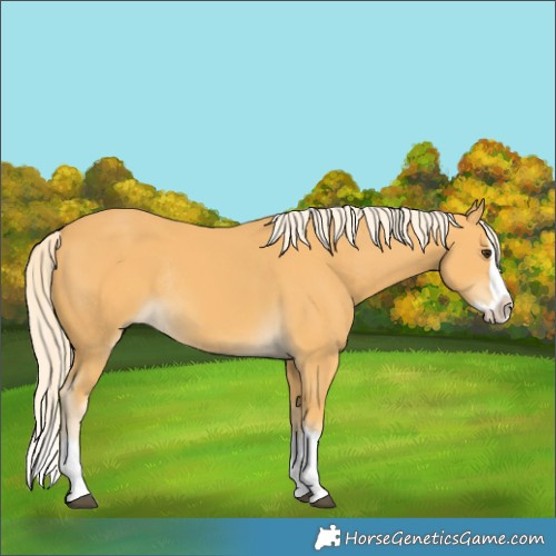 Horse Color:Palomino Splash Rabicano 
