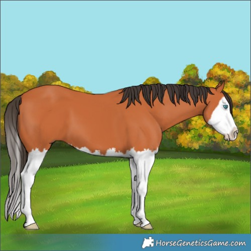 Horse Color:Bay Splash 