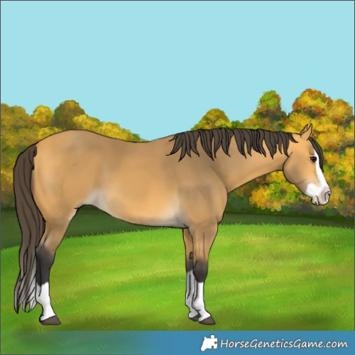 Horse Color:Buckskin Splash 