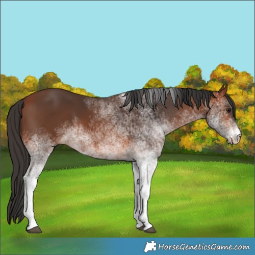 Horse Color:White Spotted Bay 