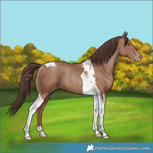 Horse Color:Classic Champagne Tobiano 