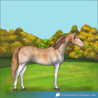 Horse Color:White Spotted Chestnut