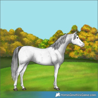 Horse Color:White Spotted Black