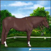 Horse Color:Chocolate Smoky Black 