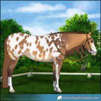 Horse Color:Chocolate Buckskin Sabino Blanket