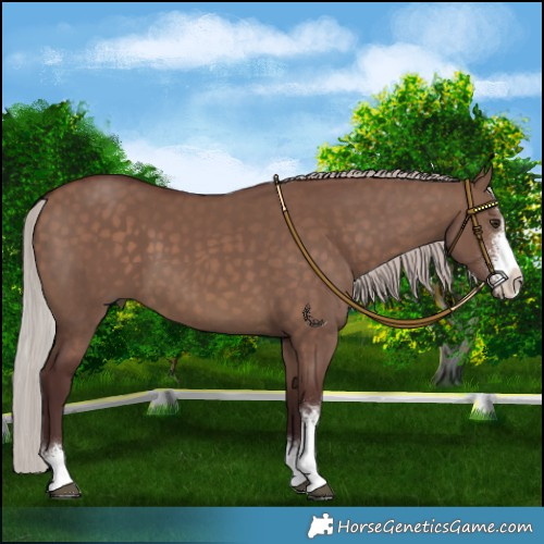 Horse Color:Chocolate Silver Brown Dun Sabino