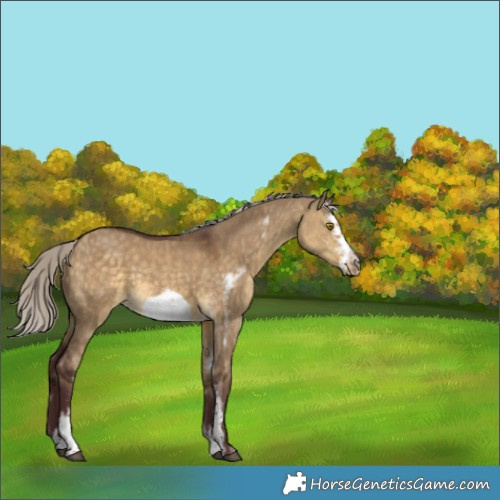 Horse Color:Chocolate Silver Buckskin Dun Sabino Frame