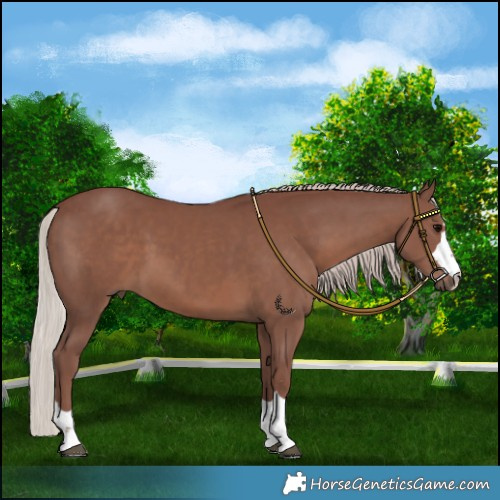 Horse Color:Chocolate Silver Black 