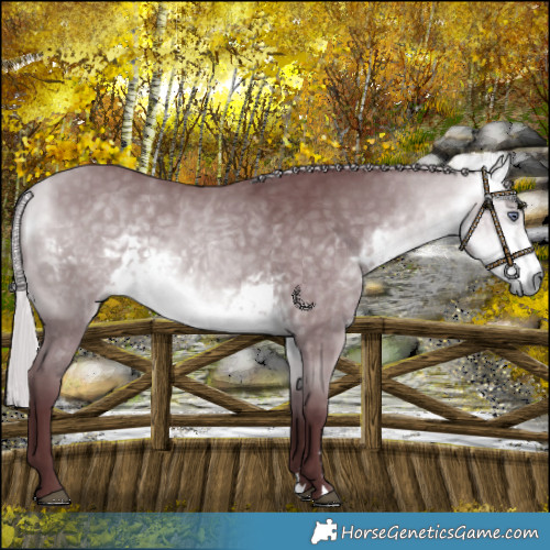Horse Color:Chocolate Silver Buckskin Chinchilla