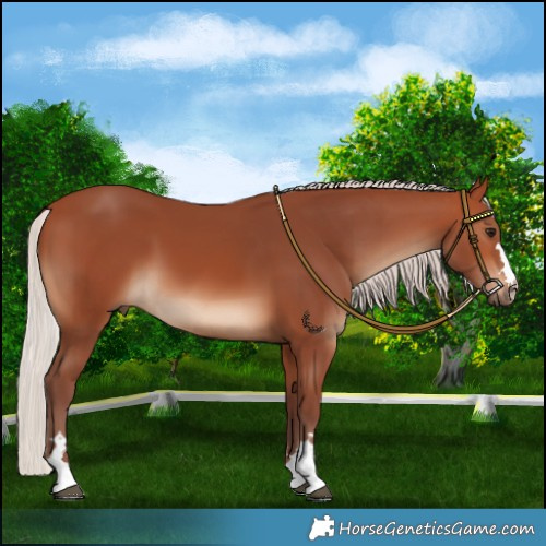 Horse Color:Chocolate Silver Brown