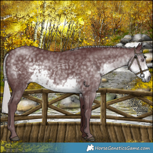 Horse Color:Chocolate Silver Smoky Black Chinchilla 