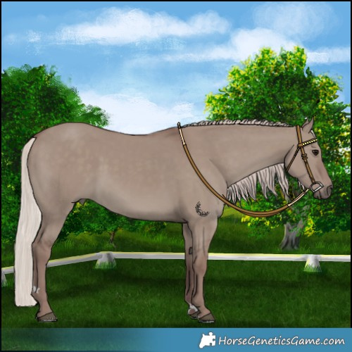 Horse Color:Chocolate Silver Grullo 