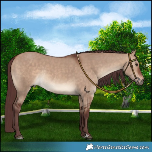 Horse Color:Chocolate Bay Dun Rabicano 