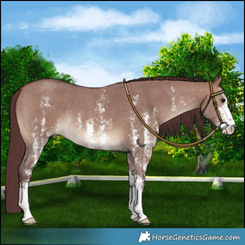 Horse Color:Chocolate Brown Dun Sabino 