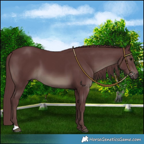Horse Color:Chocolate Smoky Black