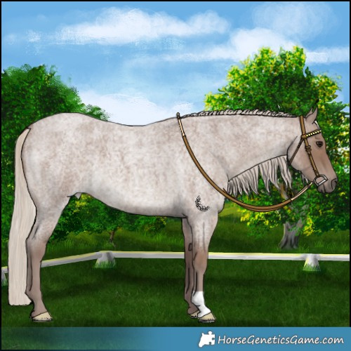 Horse Color:Chocolate Silver Smoky Blue Roan 